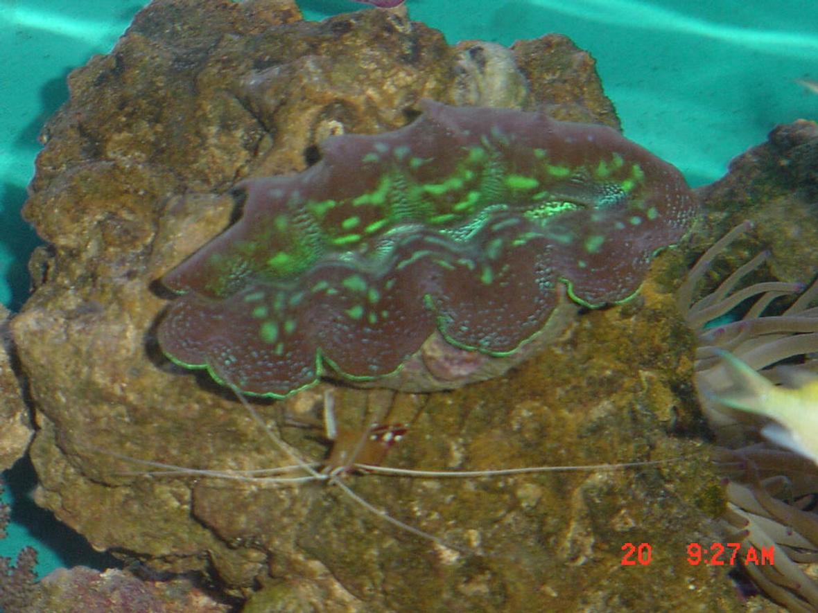 corals inverts - tridacna sp. - tridacna clam