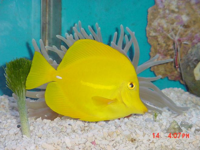 saltwater fish - zebrasoma flavescens - yellow tang - hawaii