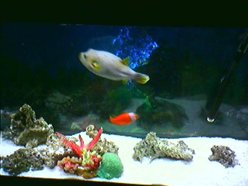 Rated #332: Saltwater Fish Tank - 55 Gal Fish only Tank