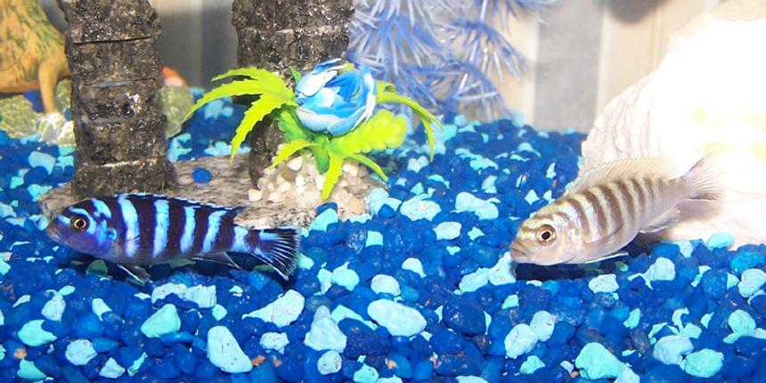Rated #1427: Freshwater Fish - Pseudotropheus Demasoni - Demasoni Cichlid - My new Boys