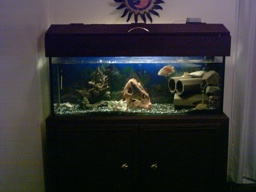 Rated #2874: Freshwater Fish Tank