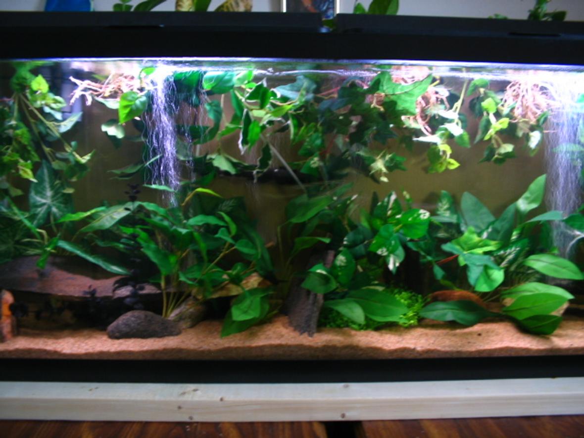 55 gallons freshwater fish tank (mostly fish and non-living decorations)