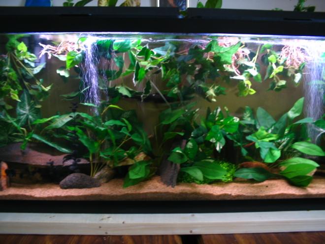 55 gallons freshwater fish tank (mostly fish and non-living decorations)