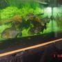 freshwater fish - piaractus brachypomum - red belly pacu - 125 Gallon 4 Caribe ranging from 9.5"TL.-12.5"TL.