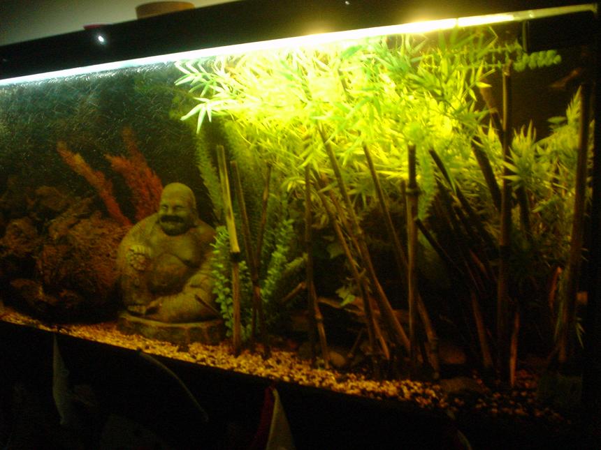 Rated #2985: Freshwater Fish Tank
