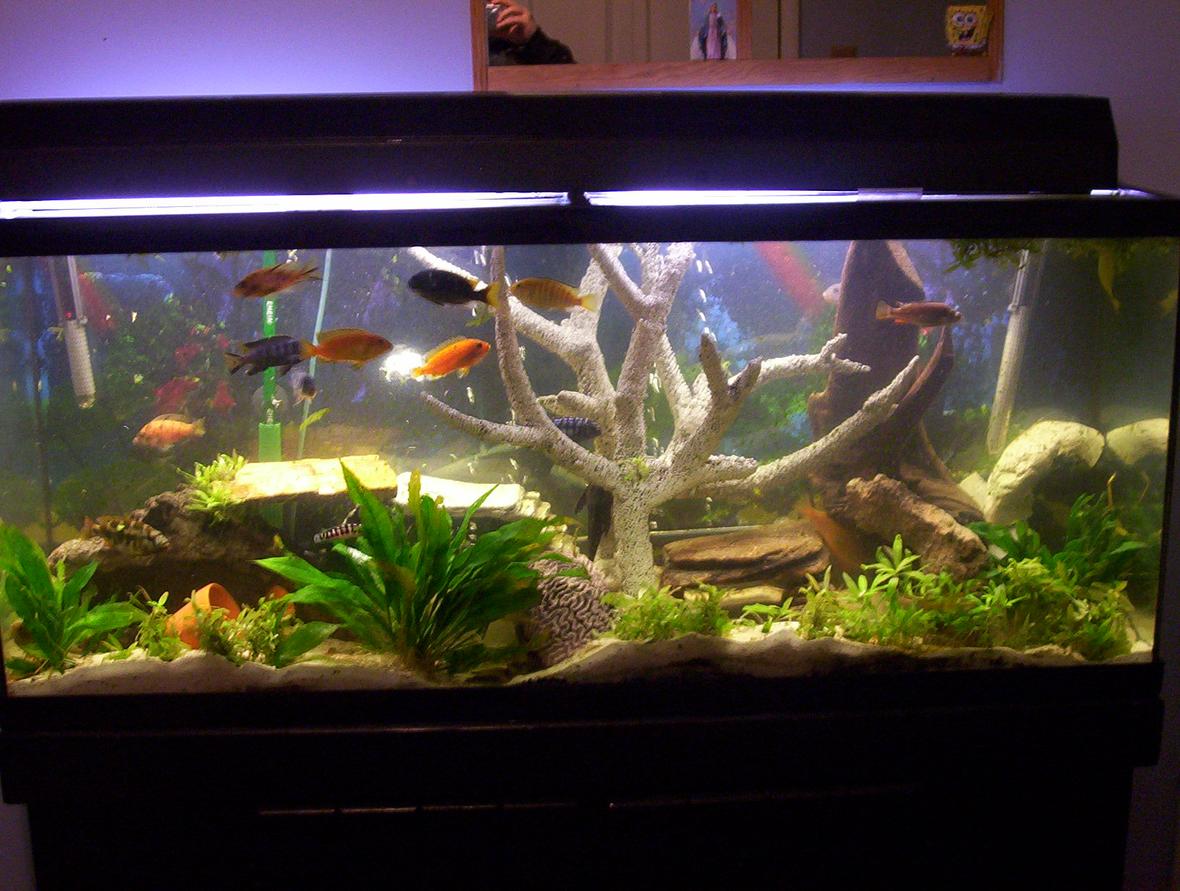 freshwater fish tank (mostly fish and non-living decorations) - 55 gallon mix cichlids tank!