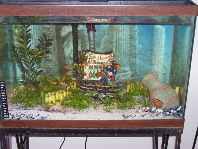 freshwater fish tank (mostly fish and non-living decorations) - my babies tank..afr. ciclids