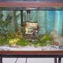 freshwater fish tank (mostly fish and non-living decorations) - my babies tank..afr. ciclids