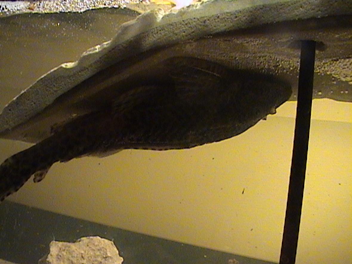 freshwater fish - baryancistrus sp. - gold nugget pleco (l-18)