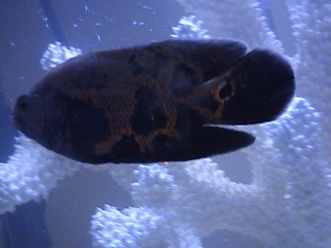 freshwater fish - astronotus ocellatus - tiger oscar