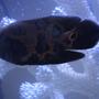 freshwater fish - astronotus ocellatus - tiger oscar
