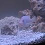 freshwater fish - snow white zebra cichlid - ?????