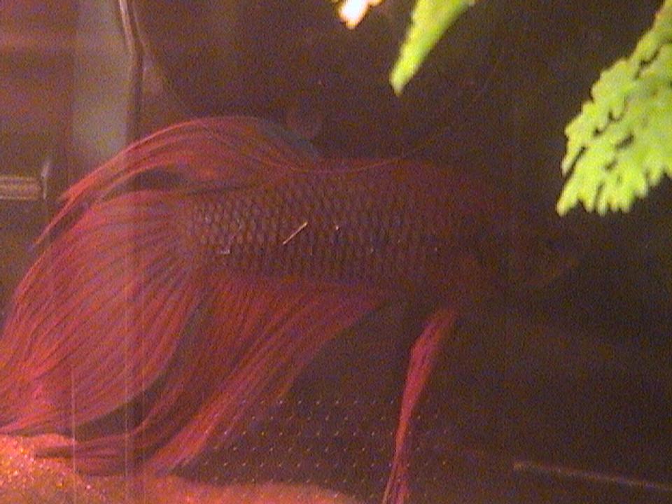 freshwater fish - betta splendens - betta - male