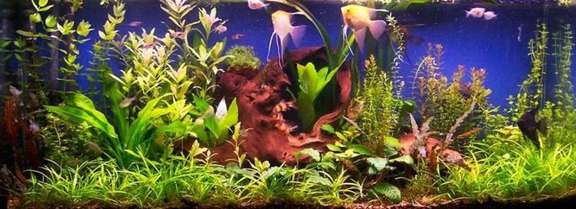 planted tank (mostly live plants and fish)