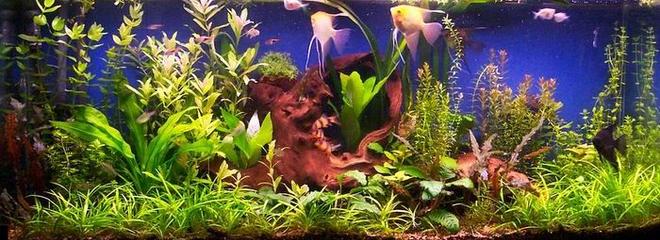 planted tank (mostly live plants and fish)