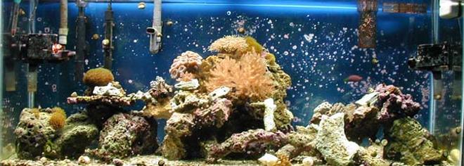 55 gallons reef tank (mostly live coral and fish)