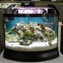 reef tank (mostly live coral and fish) - Mini Bow Reef Tank