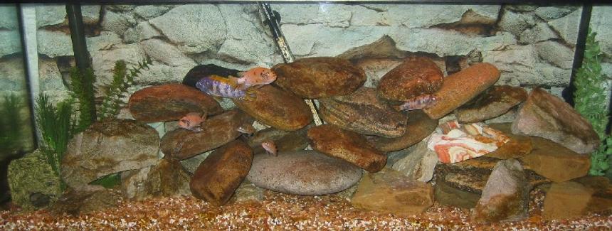 Rated #3204: Freshwater Fish Tank - 55 gal L. fulleborni species tank.