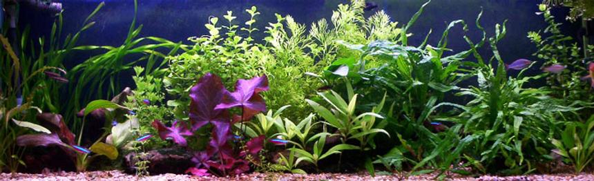 Rated #453: Planted Tank - i lick but