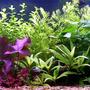 planted tank (mostly live plants and fish) - i lick but