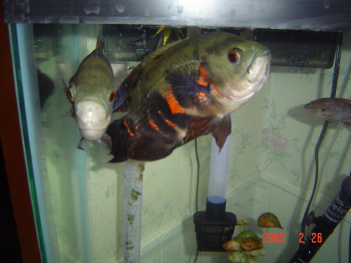freshwater fish - astronotus ocellatus - tiger oscar