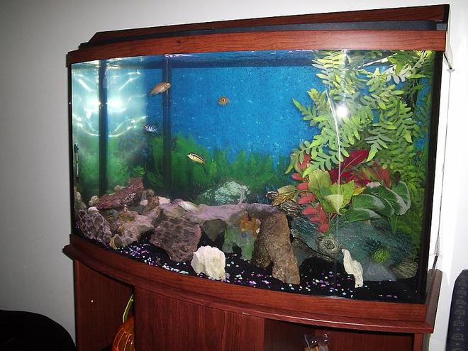46 gallons freshwater fish tank (mostly fish and non-living decorations)