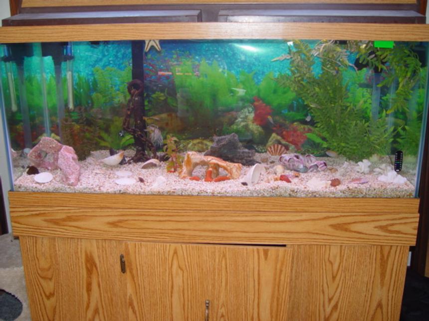 Rated #399: 75 Gallons Saltwater Fish Tank