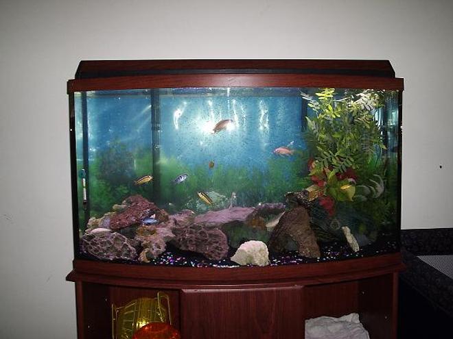 46 gallons freshwater fish tank (mostly fish and non-living decorations)