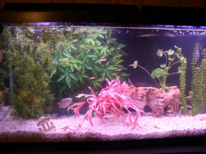55 gallons freshwater fish tank (mostly fish and non-living decorations) - This is a far away photo of my freshwater 55 gallon tank, if you read my profile you will see the fish i have in it !!! hope you all like it!!!