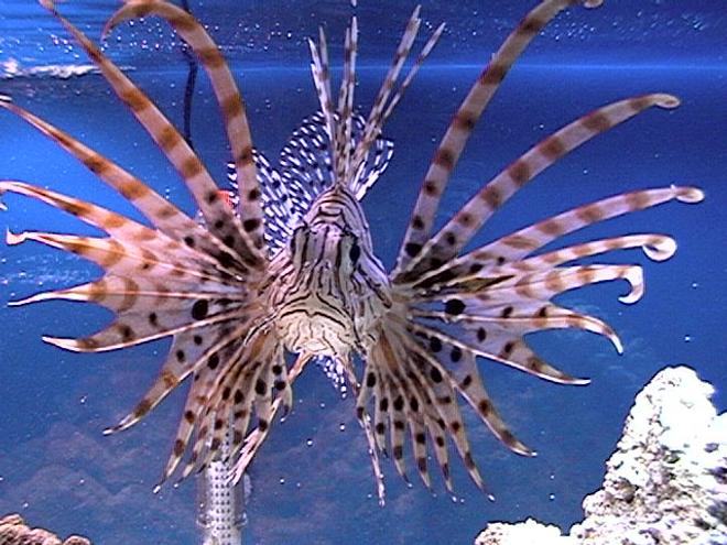 saltwater fish - pterois russelli - russell's lionfish stocking in 75 gallons tank