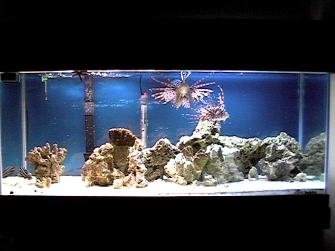 75 gallons saltwater fish tank (mostly fish, little/no live coral)