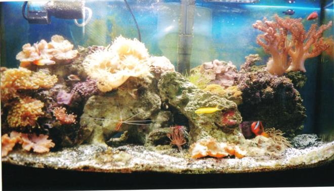 75 gallons reef tank (mostly live coral and fish) - 50 gal. bow front from oceanic.