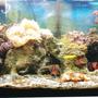75 gallons reef tank (mostly live coral and fish) - 50 gal. bow front from oceanic.