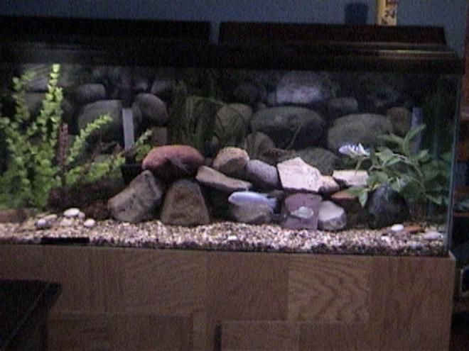 55 gallons freshwater fish tank (mostly fish and non-living decorations) - my 55 gallon fish tank