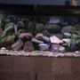 55 gallons freshwater fish tank (mostly fish and non-living decorations) - my 55 gallon fish tank