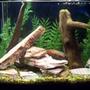 freshwater fish tank (mostly fish and non-living decorations) - 10 gallon brackish one 1.5" Figure-8 puffer