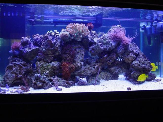 80 gallons reef tank (mostly live coral and fish) - 80 gallon reef and fish, 20 gallon wet/dry filter, CPR refugium, Rena Filstar XP3, Icecap 660 440 watt VHO, multiple circulation pumps.  
Fish 2 yellow tangs, Blue hippo tang, 3 and 4 stripe damsel, blue damsel,yellow clown goby, diamondback goby, Magenta dottyback, Percula clown, Orange linka Star, and my favortie a 14" Serpant Star "Scary Looking Giant"
Corals  Candy cane, Pulsing steam Xenia, multiple zoos, Genus Goniopora coral, Star polyps, curley Q, multiple gorgonia and mushrooms.