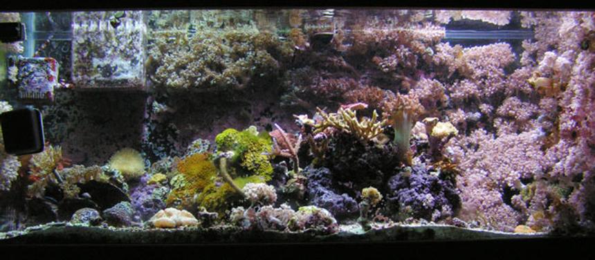 Rated #711: Reef Tank - Full Tank pic (small about a year ago).