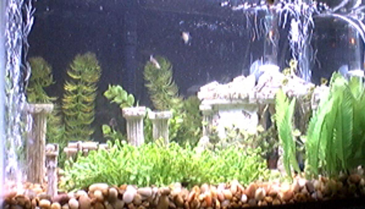 10 gallons freshwater fish tank (mostly fish and non-living decorations) - The Parthenon