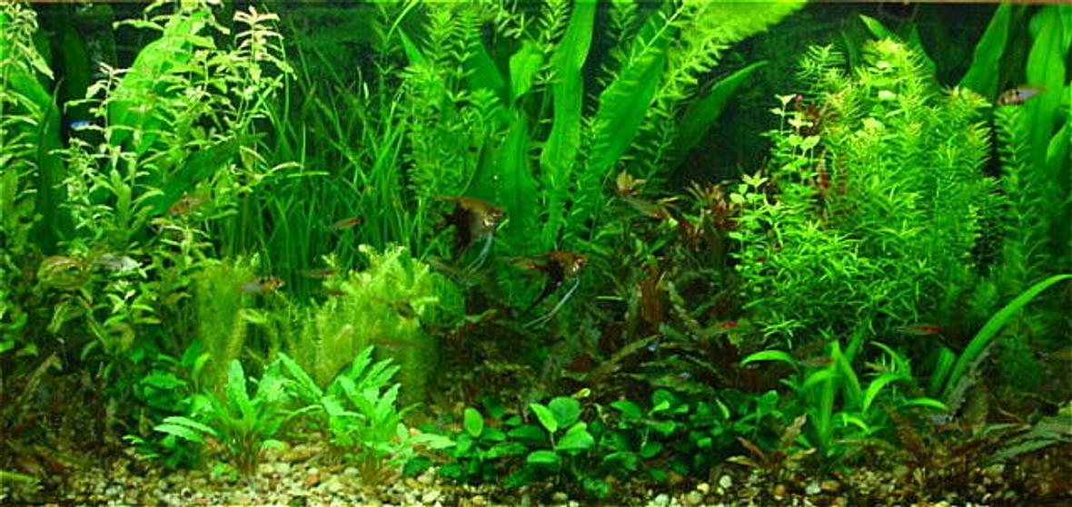 planted tank (mostly live plants and fish) - new 75 gallon