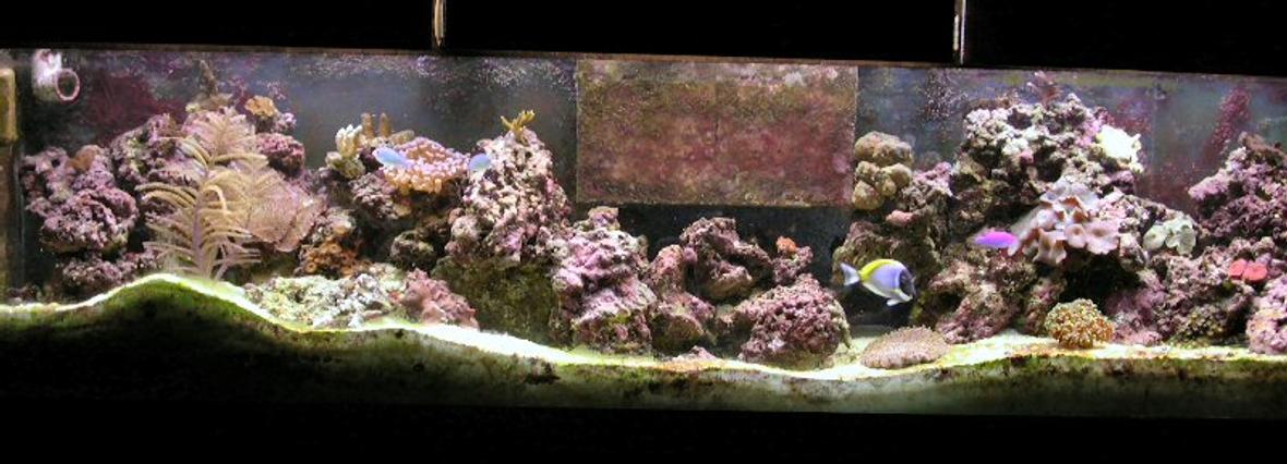 reef tank (mostly live coral and fish)