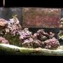reef tank (mostly live coral and fish)