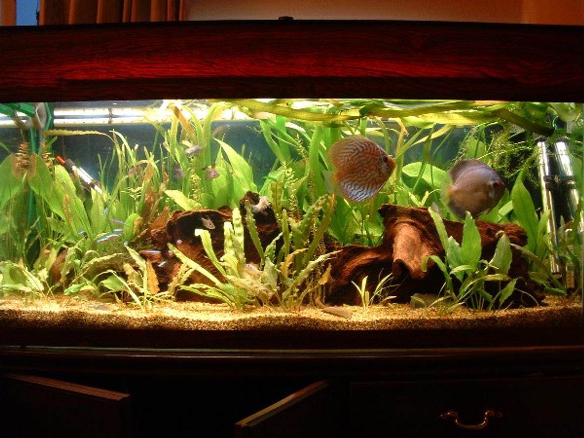 planted tank (mostly live plants and fish) - My discus tank - 6 Discus (4 turqs, 1 blue diamond, 1 snow white/millenium gold cross), cory duplicareas, cardinals, black phantom tetras, bristlenose and 2 rams. 90w lighting, CO2, Eheim 2222 and 2226 externals. Although this is a planted tank, it is NOT a tank for plants
