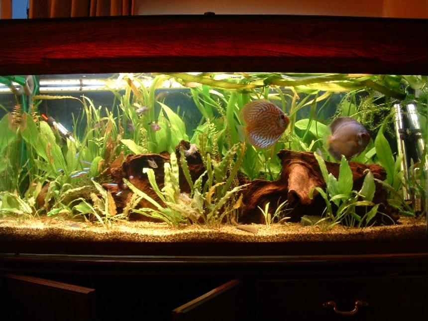 Rated #964: Planted Tank - My discus tank - 6 Discus (4 turqs, 1 blue diamond, 1 snow white/millenium gold cross), cory duplicareas, cardinals, black phantom tetras, bristlenose and 2 rams.  90w lighting, CO2,  Eheim 2222 and 2226 externals.  Although this is a planted tank, it is NOT a tank for plants