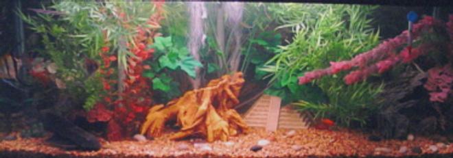 125 gallons freshwater fish tank (mostly fish and non-living decorations)
