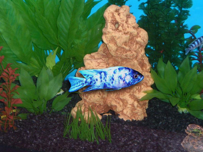 Rated #390: Freshwater Fish - Aulonocara Nyassae Var. - Peacock Cichlid, Orange Blossom Stocking In 55 Gallons Tank - Africian Peacock Cichlid...Medium size, he is in our 55 gallon Cichlid Tank.  We have 15 Africians in the tank.  He is one of our brightest fish that we have.