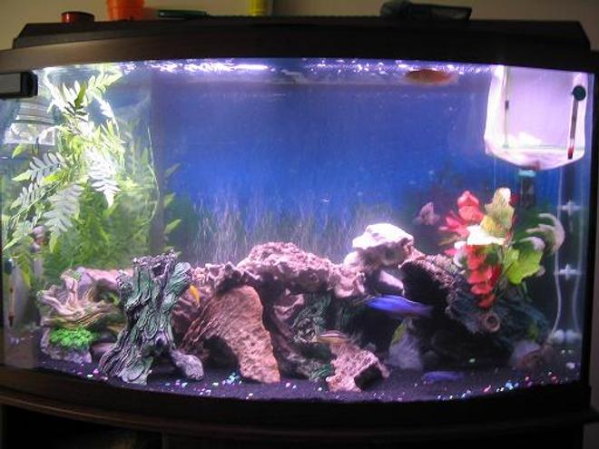 46 gallons freshwater fish tank (mostly fish and non-living decorations)