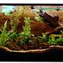planted tank (mostly live plants and fish) - This is a 55g tank with a 2217 and a 2213 Eheim filter. Presserized CO2, and a pinpoint ph monitor.