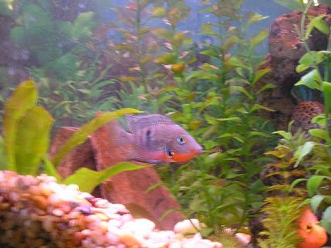 freshwater fish - thorichthys meeki - firemouth cichlid stocking in 55 gallons tank - Firemouth Cichlid
