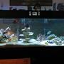 125 gallons saltwater fish tank (mostly fish, little/no live coral)